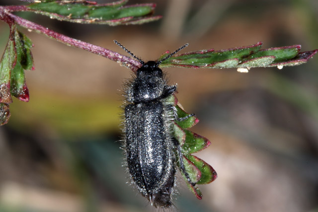 Enicopus pilosus - Copyright Denis Bourgeois